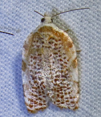 Acleris cervinana