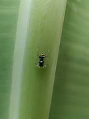 Phintella vittata