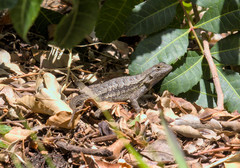 Sceloporus occidentalis