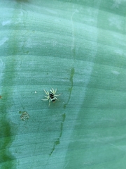 Phintella vittata