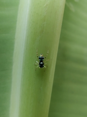 Phintella vittata