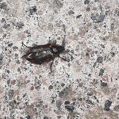 Astylus bourgeoisi