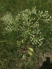 Arnoglossum plantagineum