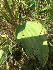Arnoglossum plantagineum