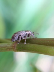 Chalepistes aequalis