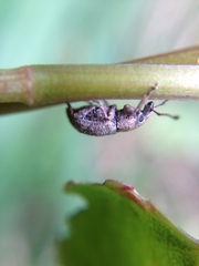 Chalepistes aequalis