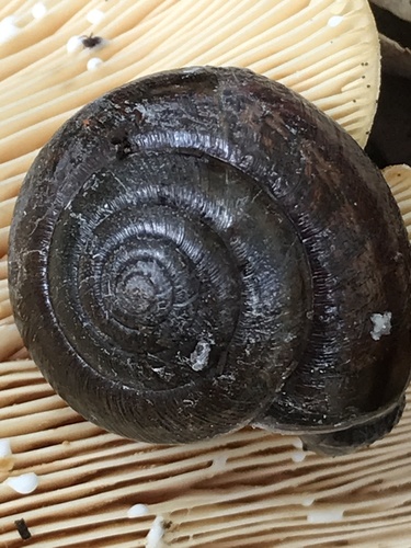 Big Sur shoulderband
