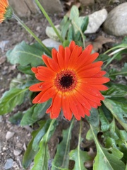 Asteraceae