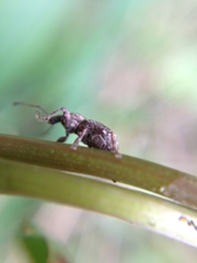 Chalepistes aequalis