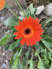 Asteraceae