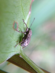 Chalepistes aequalis