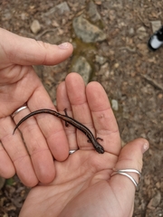 Plethodon cinereus
