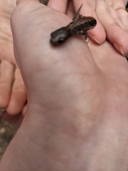 Plethodon cinereus