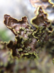 Pseudocyphellaria crocata image