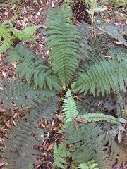 Leptopteris ×intermedia