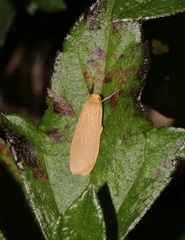 Danielithosia immaculata
