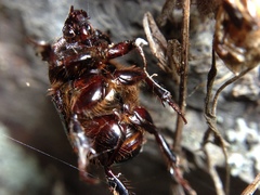 Adoryphorus coulonii