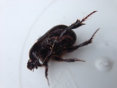 Adoryphorus coulonii