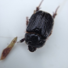 Adoryphorus coulonii