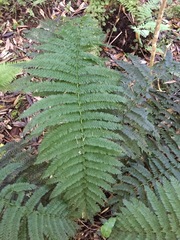 Leptopteris ×intermedia