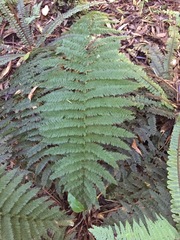 Leptopteris ×intermedia