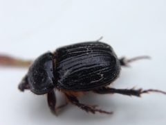 Adoryphorus coulonii