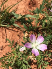 Callirhoe alcaeoides