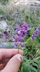 Vicia villosa villosa