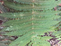 Leptopteris ×intermedia