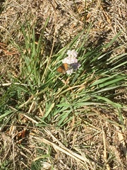 Lycaena 'canterbury common copper'