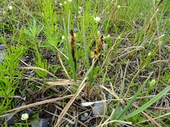 Carex aquatilis stans