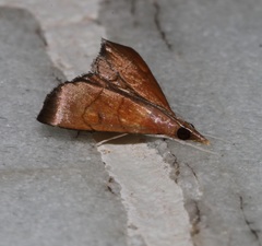 Hemiscopis sanguinea