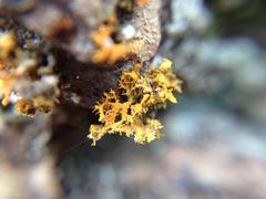 Teloschistes velifer