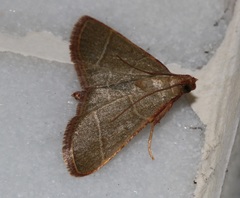 Hypsopygia nonusalis