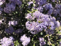Ceanothus cuneatus ramulosus