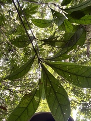 Osmanthus matsumuranus