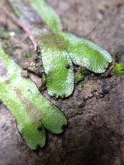 Marchantia foliacea