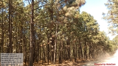 Pinus montezumae
