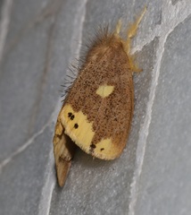 Euproctis quadrangularis