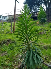 Echium pininana