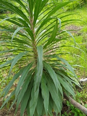 Echium pininana