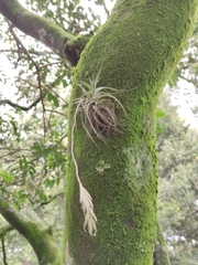 Tillandsia bartramii