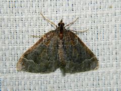 Eulithis flavibrunneata