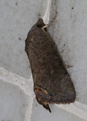 Hypocala deflorata