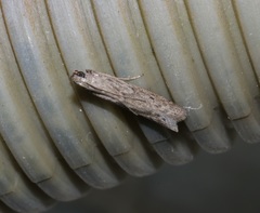 Ectomyelois ceratoniae