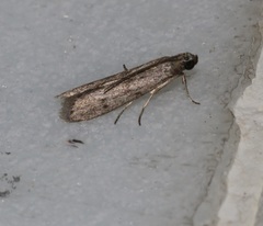 Ectomyelois ceratoniae