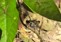 Agrionoptera longitudinalis biserialis