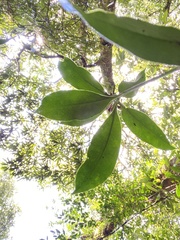 Skimmia