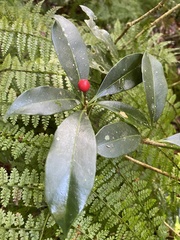Skimmia