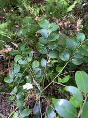 Ilex hayataiana
